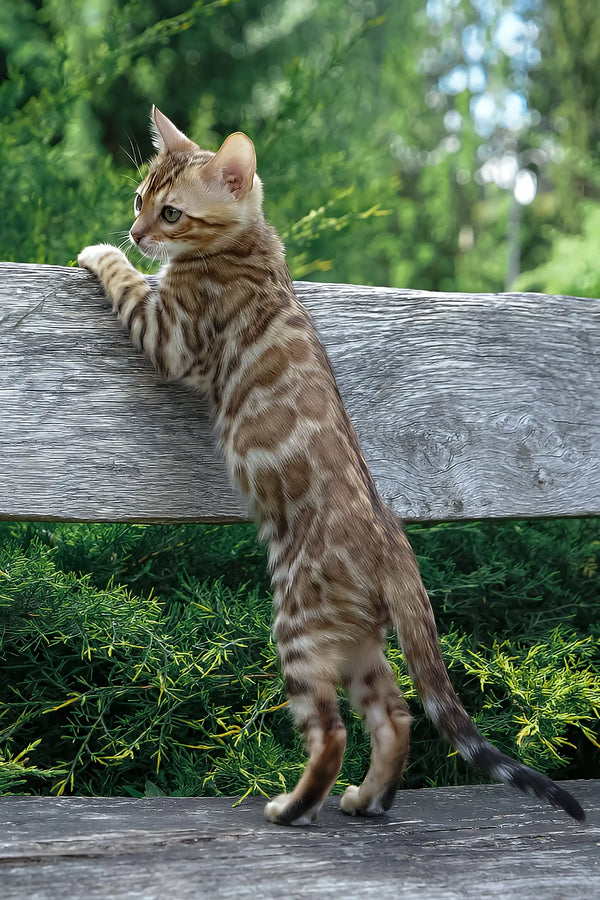 Ileos | bengal kitten