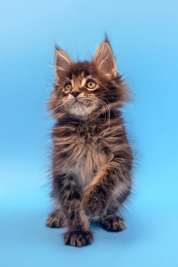 Fluffy brown Maine Coon kitten Ilias with alert ears and wide eyes ready for fun