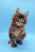 Fluffy brown and black Maine Coon kitten Ilias with perked ears and curious expression