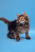 Fluffy brown tabby Maine Coon kitten with cute pointed ears and bushy tail, Ilias