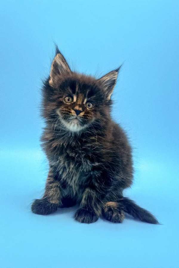 Dark brown Maine Coon kitten with fluffy fur and pointed ears in Ilon product