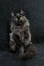 Ilona | maine coon kitten