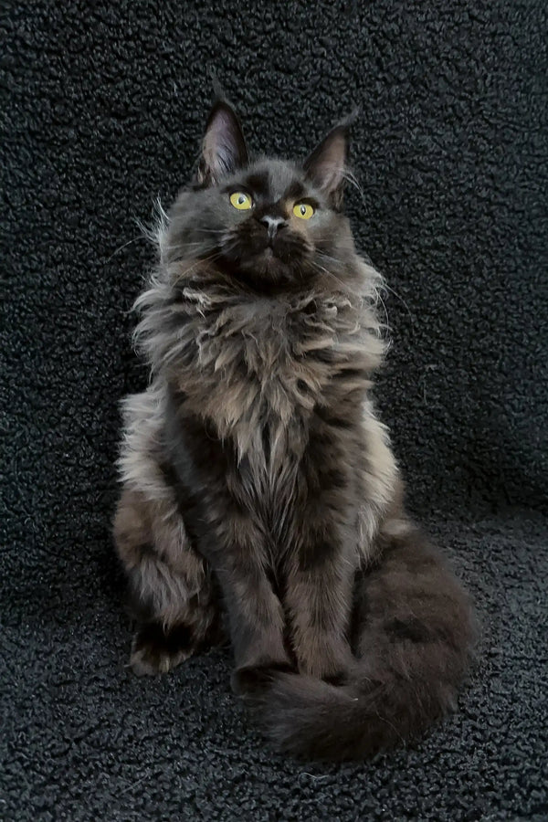Ilona | maine coon kitten