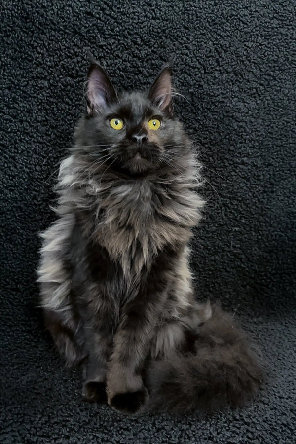Ilona | maine coon kitten
