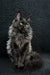 Ilona | maine coon kitten