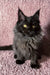 Cute Black Maine Coon kitten named Ilona ready to steal your heart