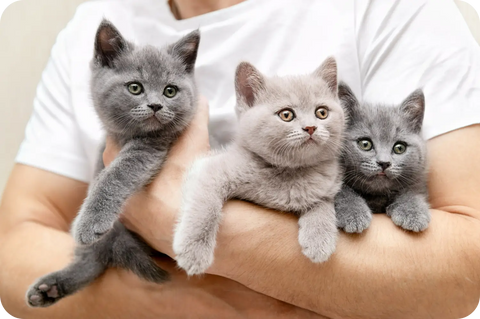 The Role of Genetics in Purebred Cat Health: What You Need