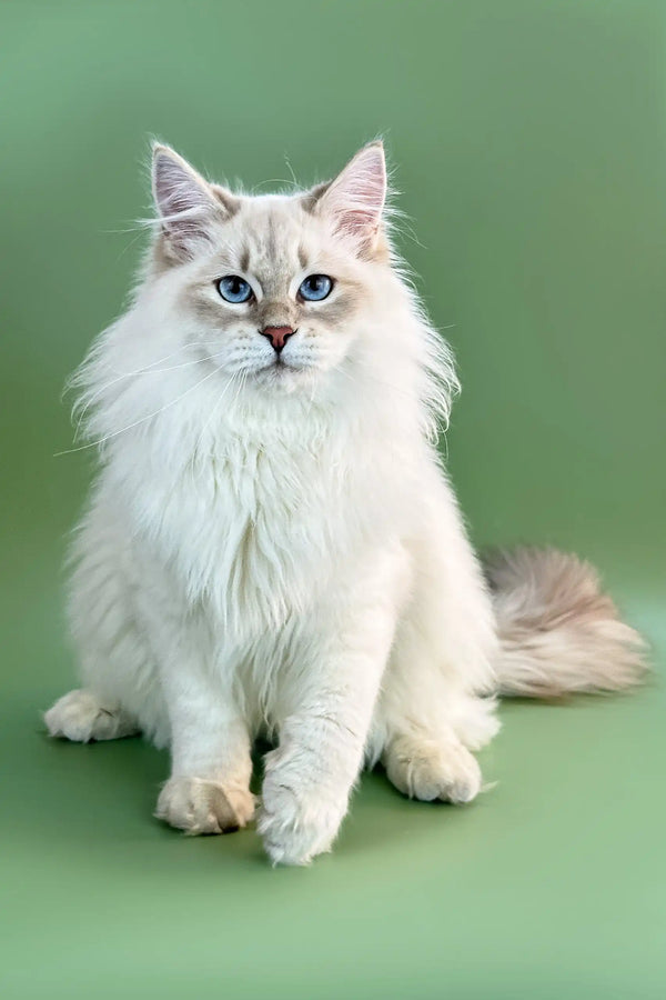 Fluffy white Siberian kitten named Imany with striking blue eyes