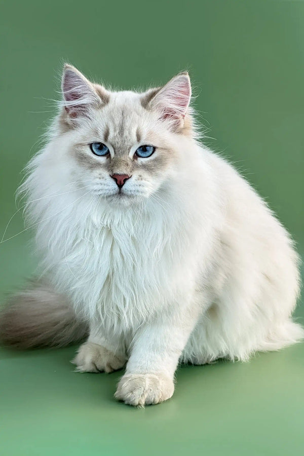 Fluffy white Siberian kitten named Imany with stunning blue eyes