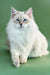 Fluffy white Siberian kitten with blue eyes from the Imany collection