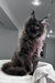 Fluffy black Maine Coon kitten named Imperator sitting proudly on a light surface