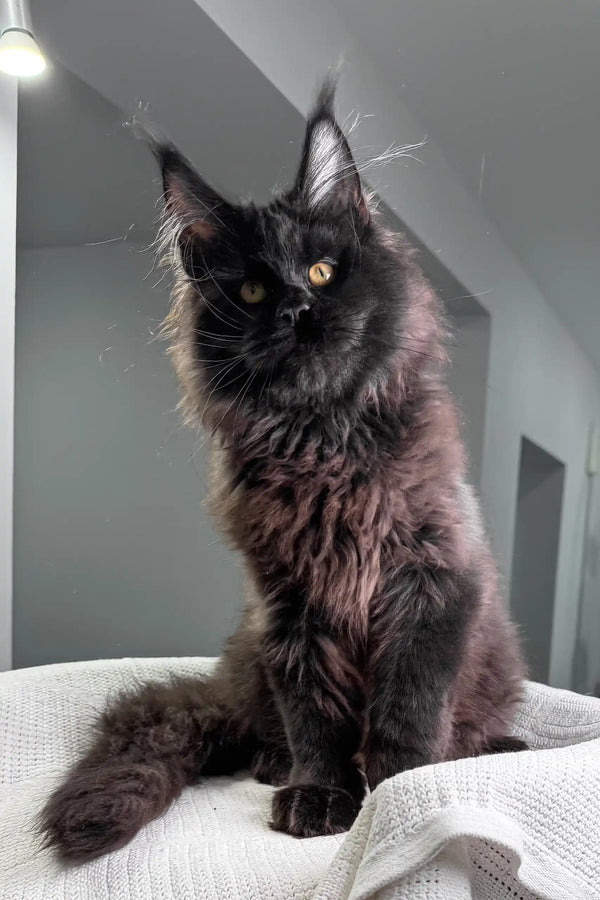 Majestic black Maine Coon cat with fluffy fur and ear tufts from Imperator Maine Coon Kitten