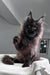 Majestic black Maine Coon kitten Imperator with fluffy fur and cool pointed ears