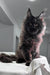 Majestic black Maine Coon cat with fluffy fur sitting upright for Imperator Kitten