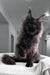 Majestic black Maine Coon kitten with fluffy fur and cool ear tufts from Imperator