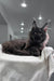 Majestic black Maine Coon cat relaxing on a cozy white blanket for Imperator kitten