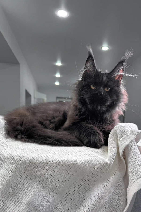 Majestic black Maine Coon cat relaxing on a cozy white blanket for Imperator kitten