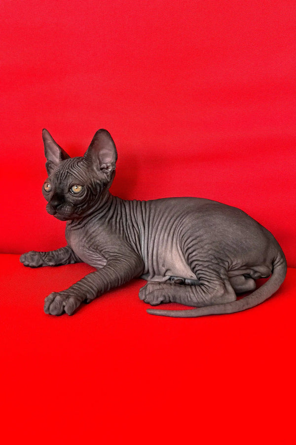 Imperial | canadian sphynx kitten