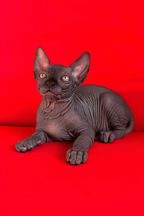 Imperial | canadian sphynx kitten