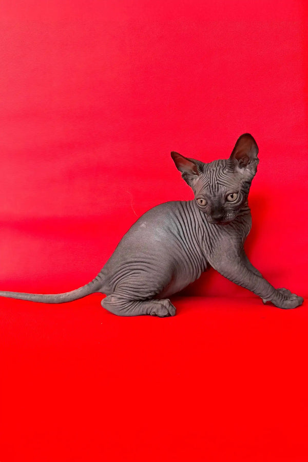 Imperial | canadian sphynx kitten