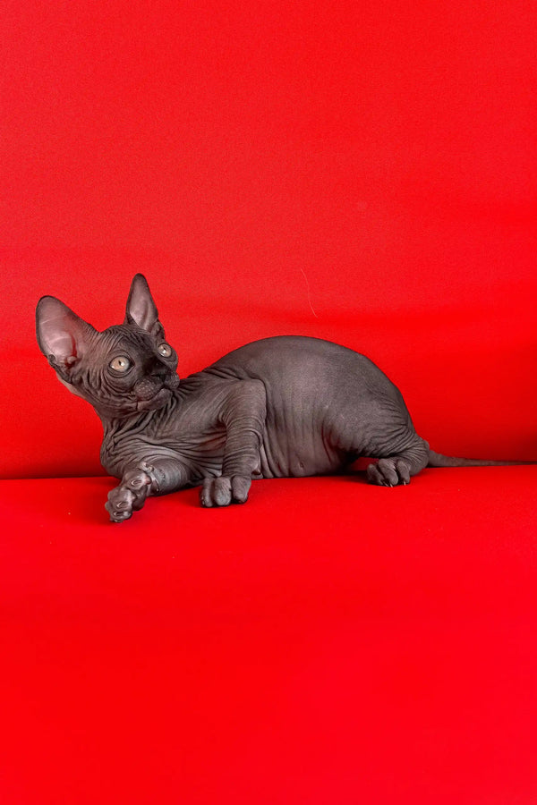 Imperial | canadian sphynx kitten
