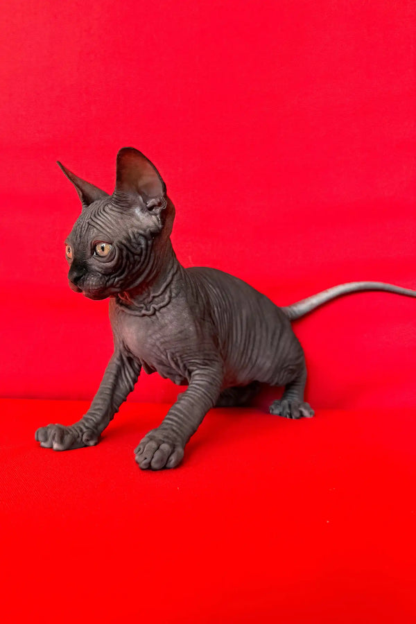 Imperial | canadian sphynx kitten