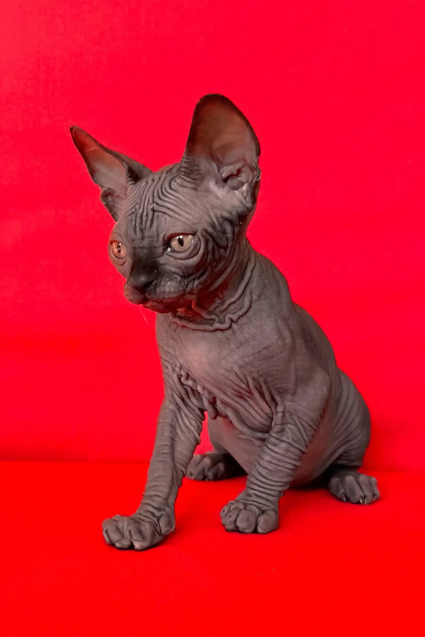 Imperial | canadian sphynx kitten