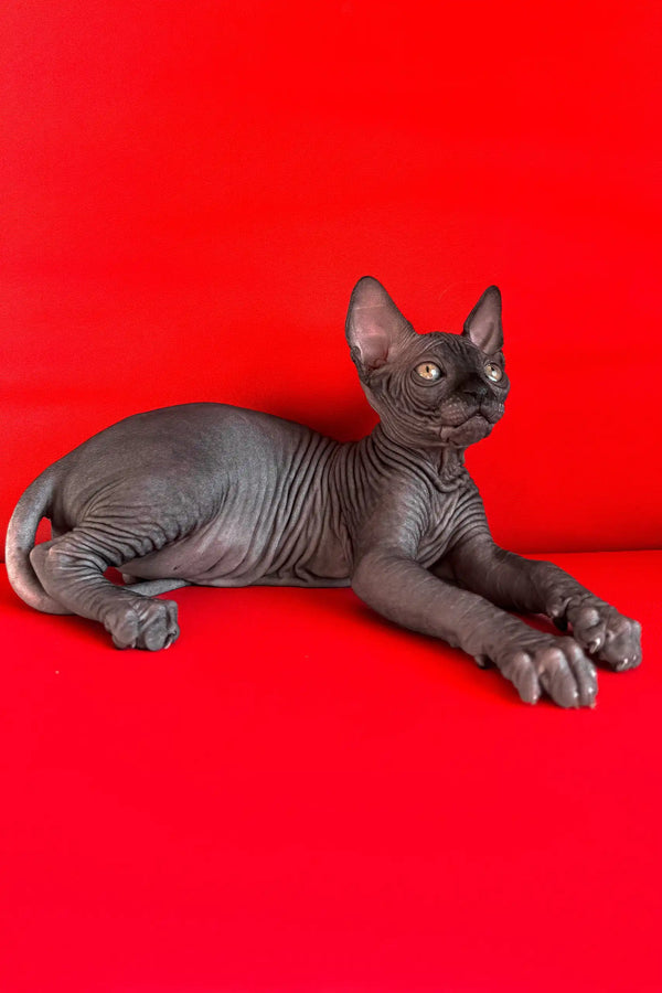 Imperial | canadian sphynx kitten