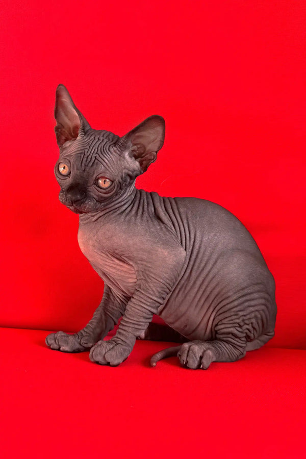 Imperial | canadian sphynx kitten