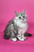 Indi | maine coon kitten