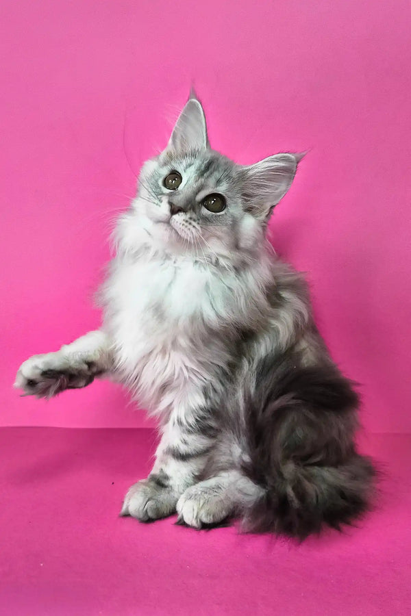 Indi | maine coon kitten