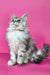 Indi | maine coon kitten
