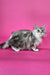 Indi | maine coon kitten