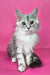 Indi | maine coon kitten