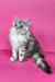 Indi | maine coon kitten
