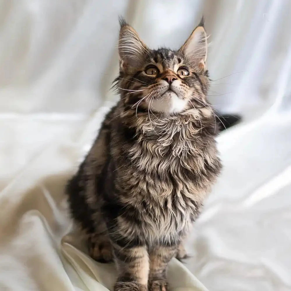 Adopt Indiano, your Loving Maine Coon Companion – Purebred Kitties