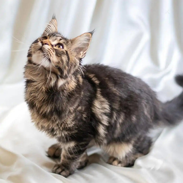 Maine Coon Kittens for Sale Indiano | Kitten