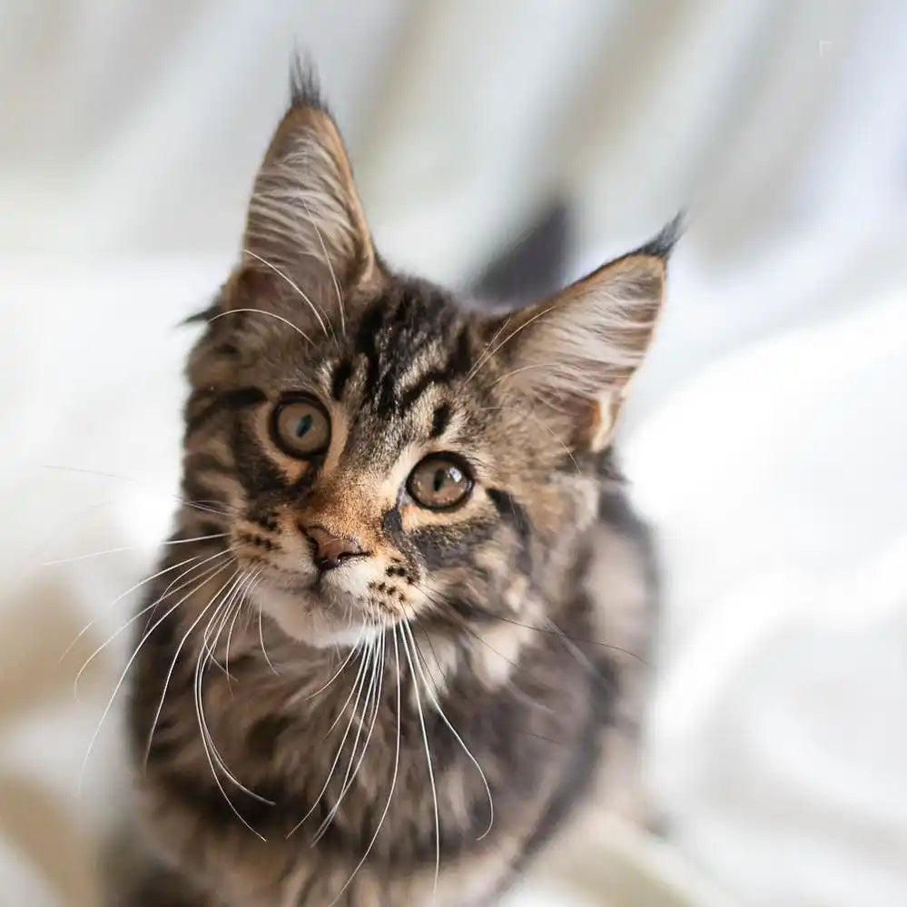 Maine Coon Kittens for Sale Indiano | Kitten