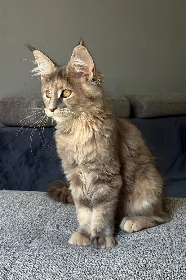 Indie | maine coon kitten