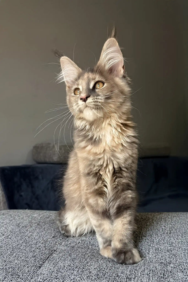 Indie | maine coon kitten