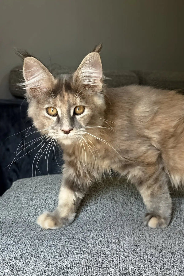 Indie | maine coon kitten