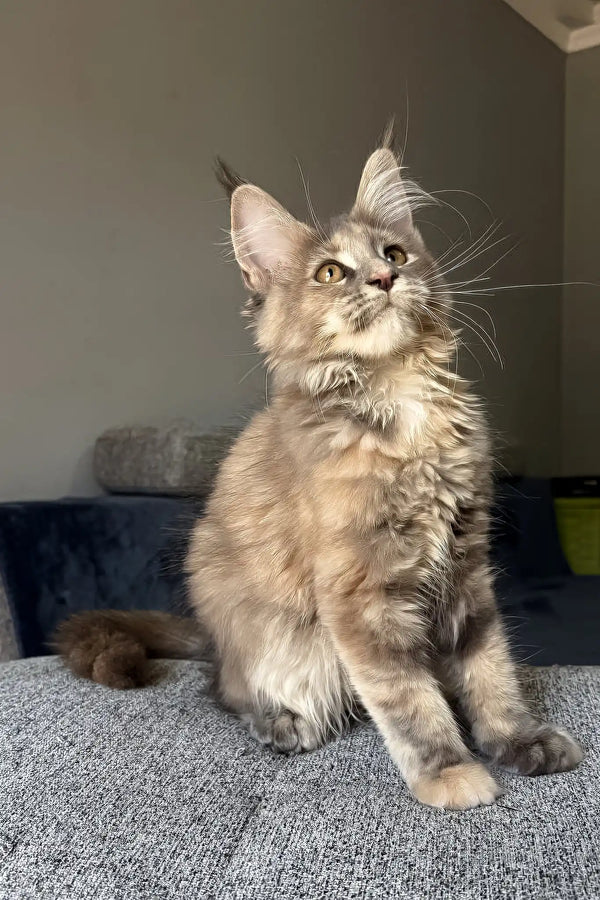Indie | maine coon kitten