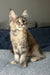 Indie | maine coon kitten