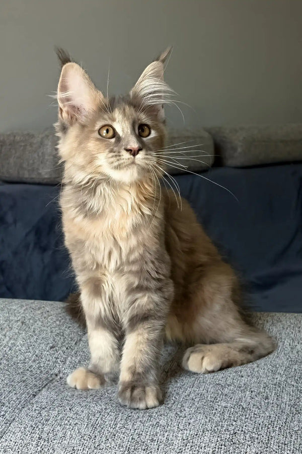 Indie | maine coon kitten