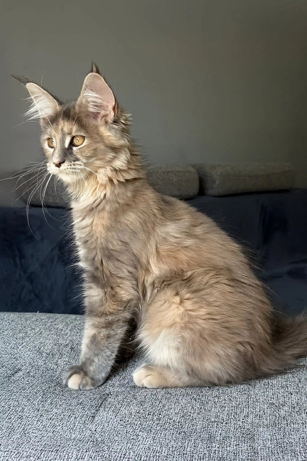 Indie | maine coon kitten