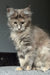 Indie | maine coon kitten