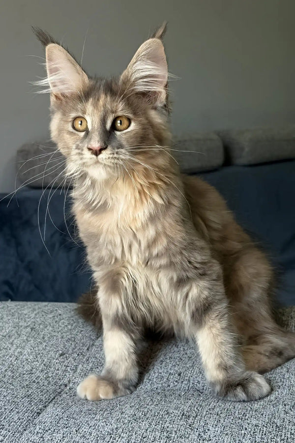 Indie | maine coon kitten