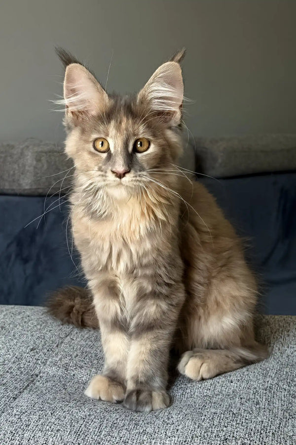 Indie | maine coon kitten