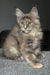 Indie | maine coon kitten