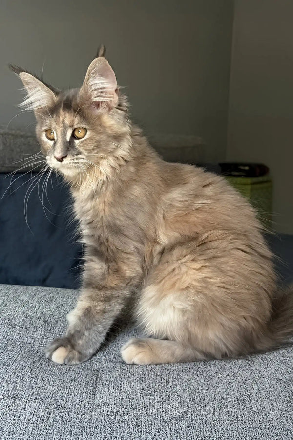 Indie | maine coon kitten